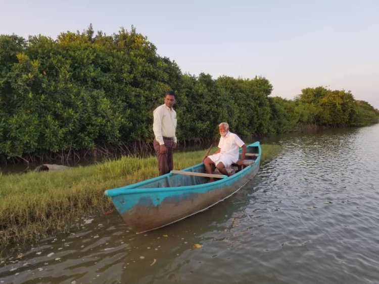 Mangrove Ecosystems: Nature's Living Shield Against Climate Change and Coastal Disasters
